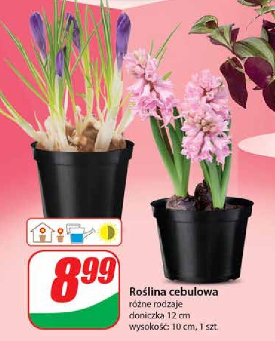 Roślina cebulowa 12 cm promocja