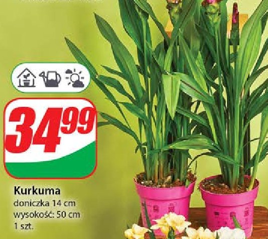 Kurkuma don. 14 cm promocja w Dino