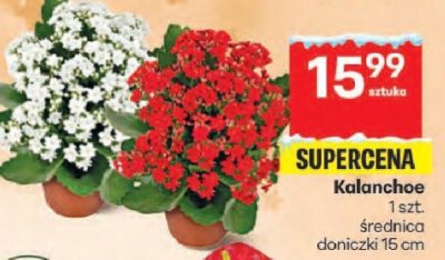 Kalanchoe promocja w Delikatesy Centrum