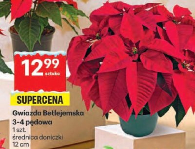 Gwiazda Betlejemska 3-4 pędowa promocja w Delikatesy Centrum