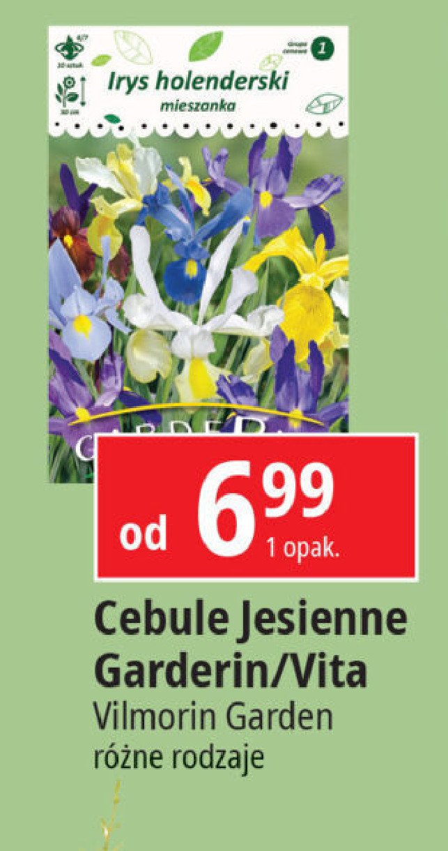 Irys holenderski Garderin promocja