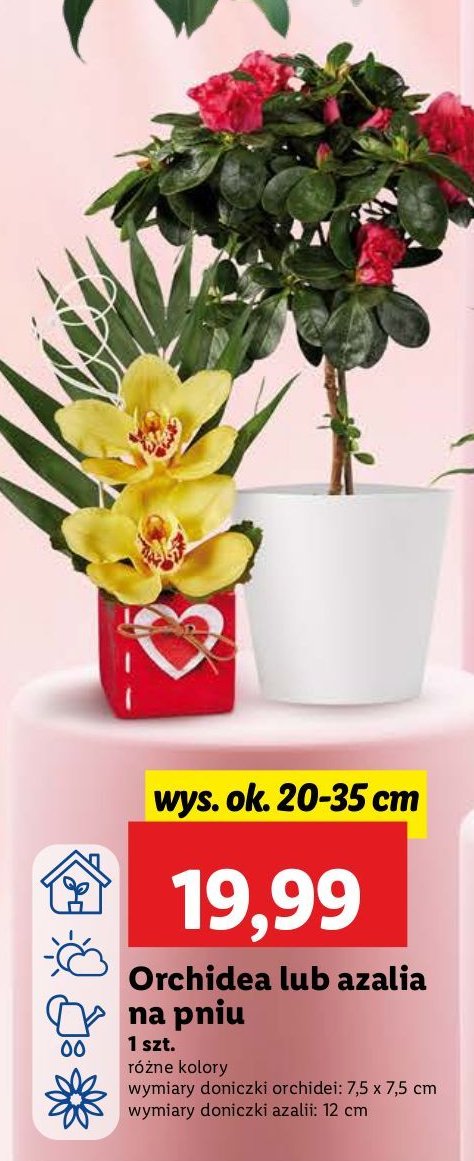 Orchidea na pniu promocja w Lidl