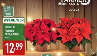 GARDENLINE Gwiazda betlejemska Sztuka promocja w Aldi