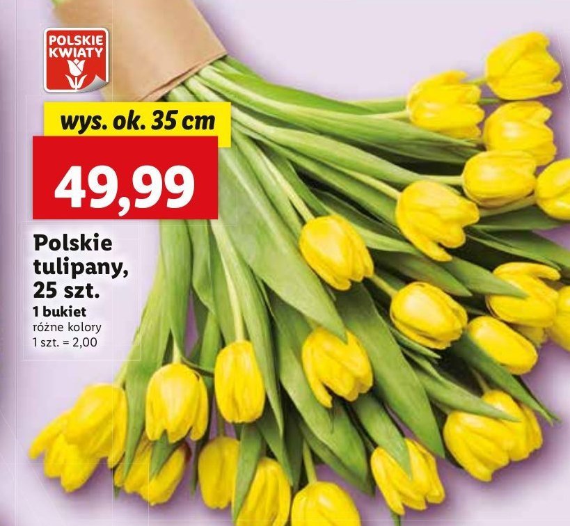 Tulipany polskie promocja