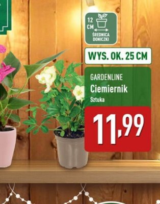 Ciemiernik promocja w Aldi