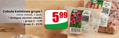 Cebula kwiatowa grupa 1 różne rodzaje promocja w Dino