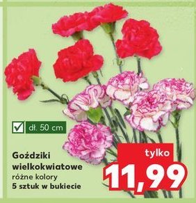 Gożdzik 50 cm promocja