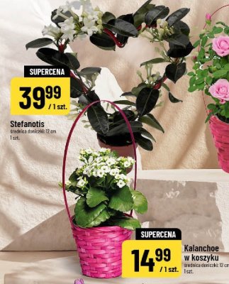 Kalanchoe w koszyku promocja w POLOmarket