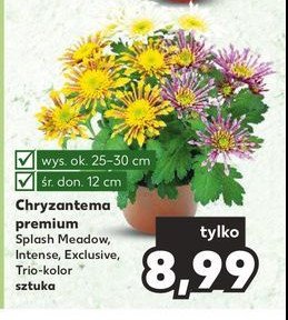 Chryzantema intense 9 cm promocja