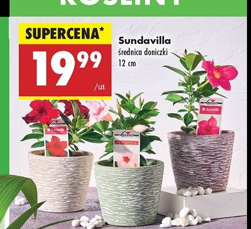 Sundavilla 12 cm promocja w Biedronka