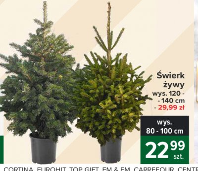 艢wierk 偶ywy 120-140 cm promocja