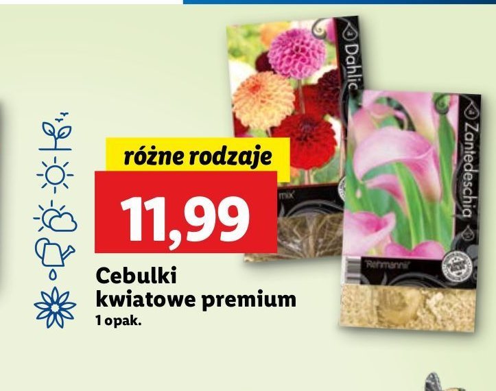 Zantedeschia promocja