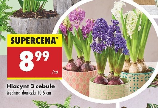 Hiacynt 3 cebule promocja w Biedronka