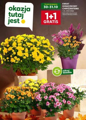 Kwiat doniczkowy Chryzantema 1+1 gratis promocja w Stokrotka
