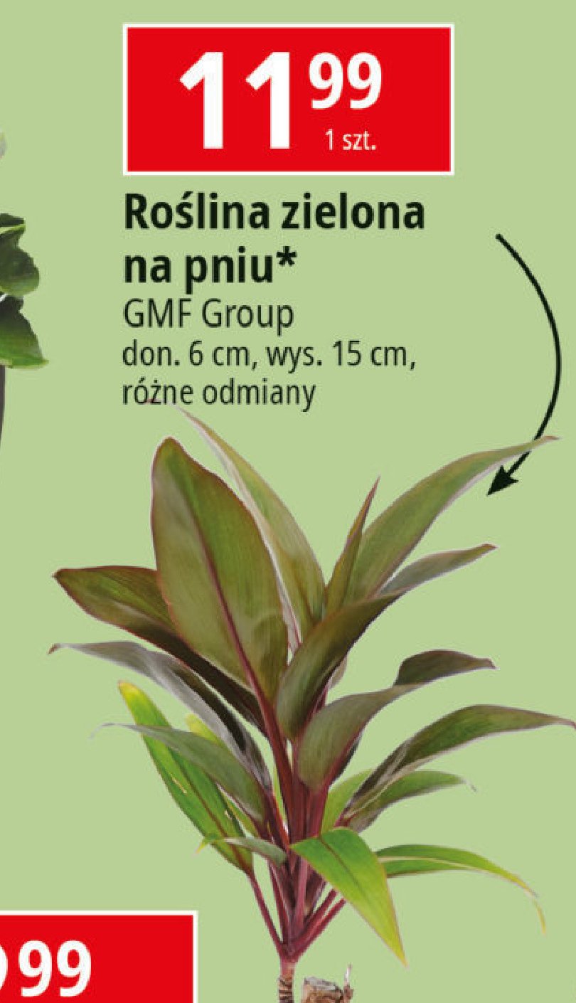 Roślina zielona na pniu 15 cm Gmf group promocja