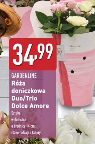Róża duo GARDEN LINE promocja w Aldi