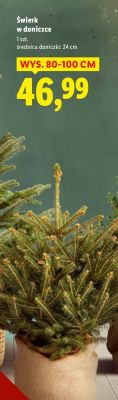 Świerk w doniczce promocja w Lidl