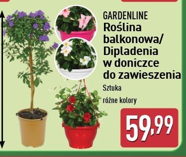 Dipladenia do zawieszenia GARDEN LINE promocja w Aldi
