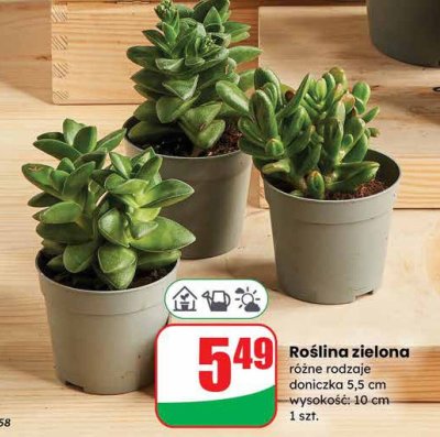 Roślina zielona różne rodzaje doniczka 5,5 cm wysokość: 10 cm promocja w Dino