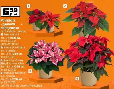 Poinsecja gwiazda betlejemska tradycyjna min. 7 kwiatów, dom. 17 cm promocja w OBI