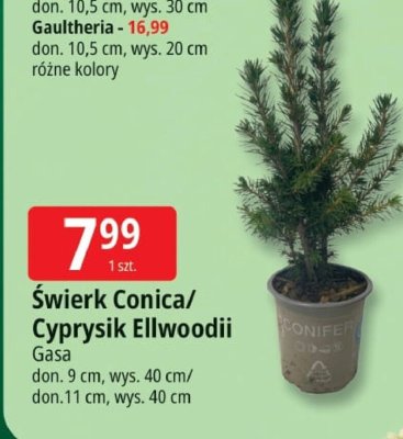 Świerk Conica / Cyprysik Ellwoodii Gasa promocja w Leclerc