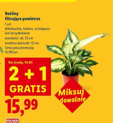 Rośliny filtrujące powietrze 2+1 GRATIS promocja w Lidl