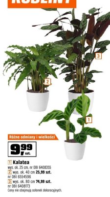 Roślina Kalatea wys. ok. 80 cm promocja w OBI