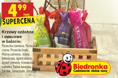 Porzeczka czerwona pienna w balocie promocja