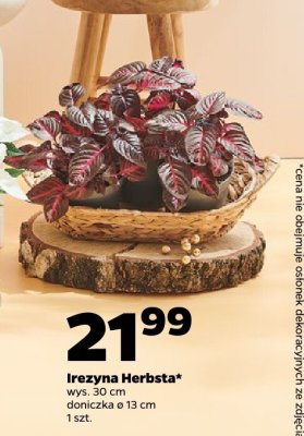 Irezyna Herbsta  ø 13 cm promocja w Netto