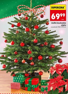 Jodła kaukaska cięta 150-175 cm promocja w Biedronka