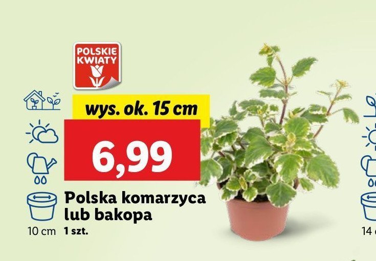 Bakopa promocja