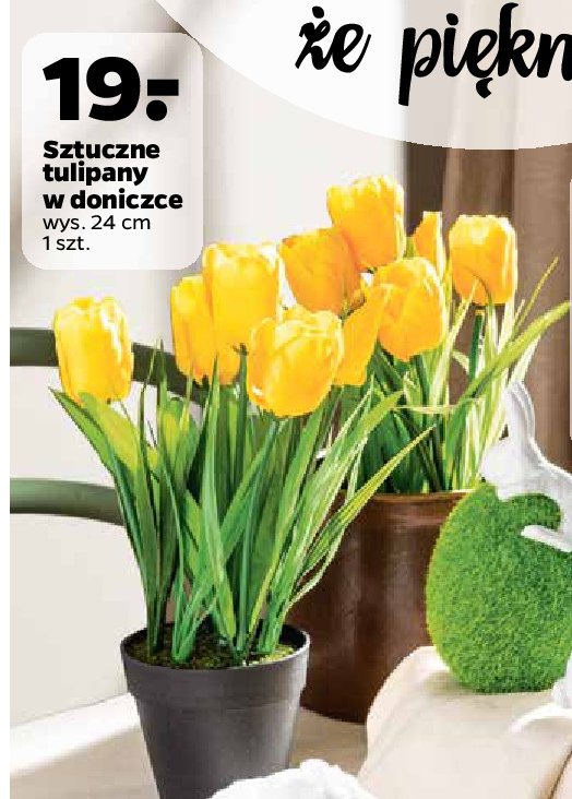 Tulipany w doniczce 24 cm promocja