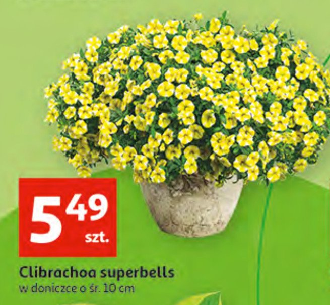 Clibrachoa superbells promocje
