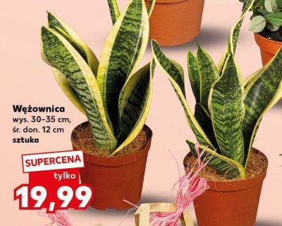 Wężownica promocja w Kaufland
