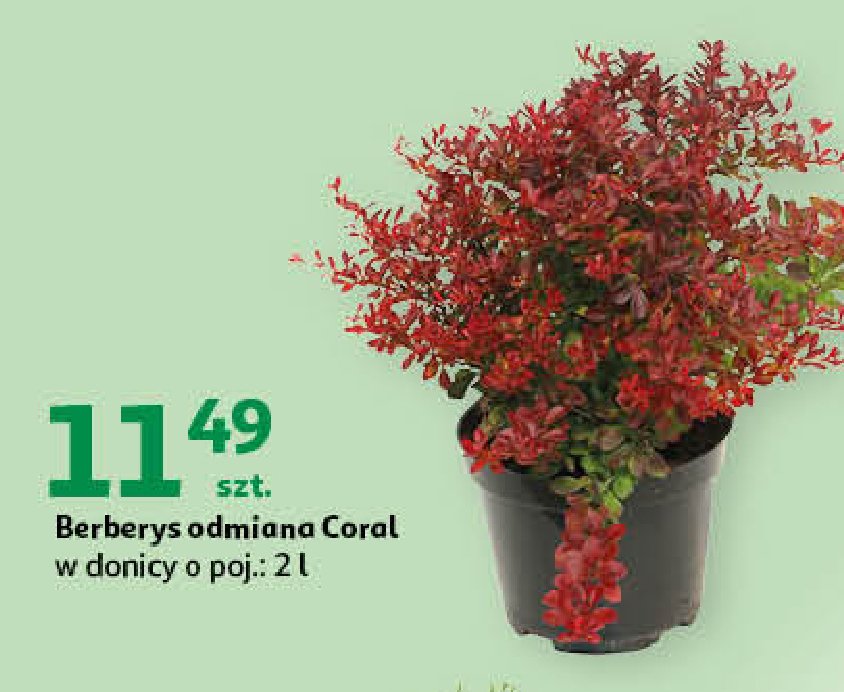 Berberys coral w don. 2l promocja