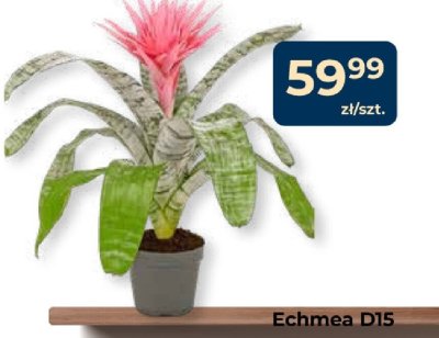 Echmea D15 promocja w PSB Mrówka