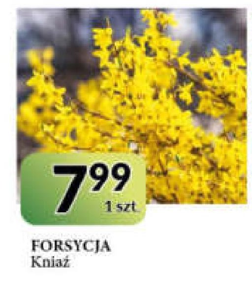 Forsycja Kniaź promocja