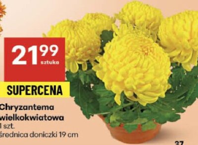 Chryzantema promocja w Delikatesy Centrum