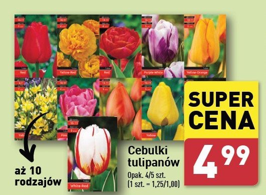 Cebulka tulipana promocja