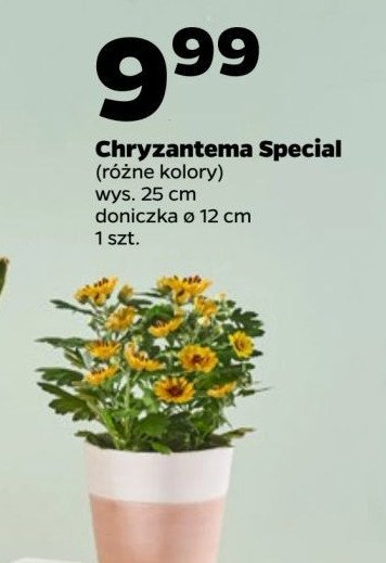 Chryzantema special 14 cm promocja