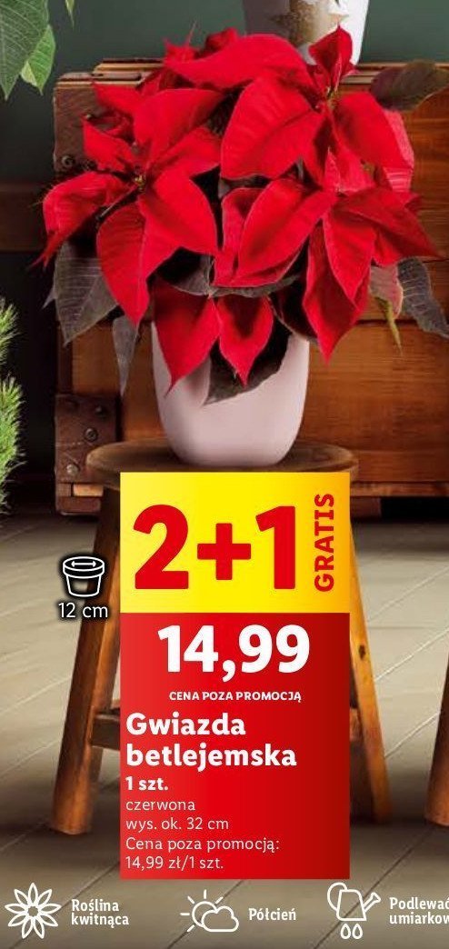 Gwiazda betlejemska 12 cm promocja