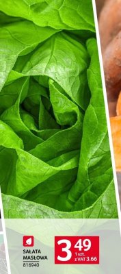 Sałata masłowa promocja w Selgros