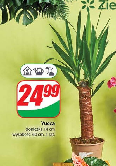Yucca promocja