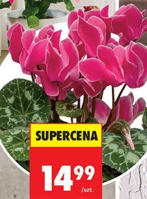 Cyklamen Allure promocja w Biedronka