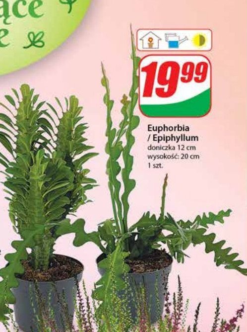 Epiphyllum don. 12 cm promocja