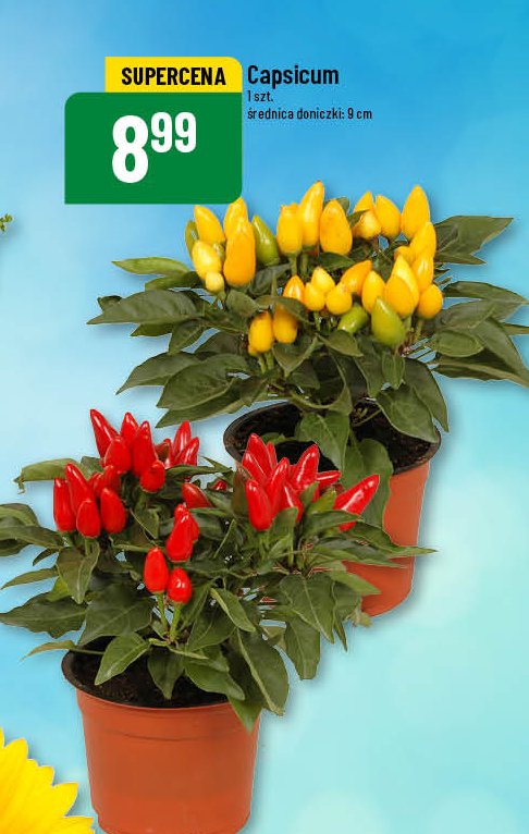 Capsicum don. 9 cm promocja