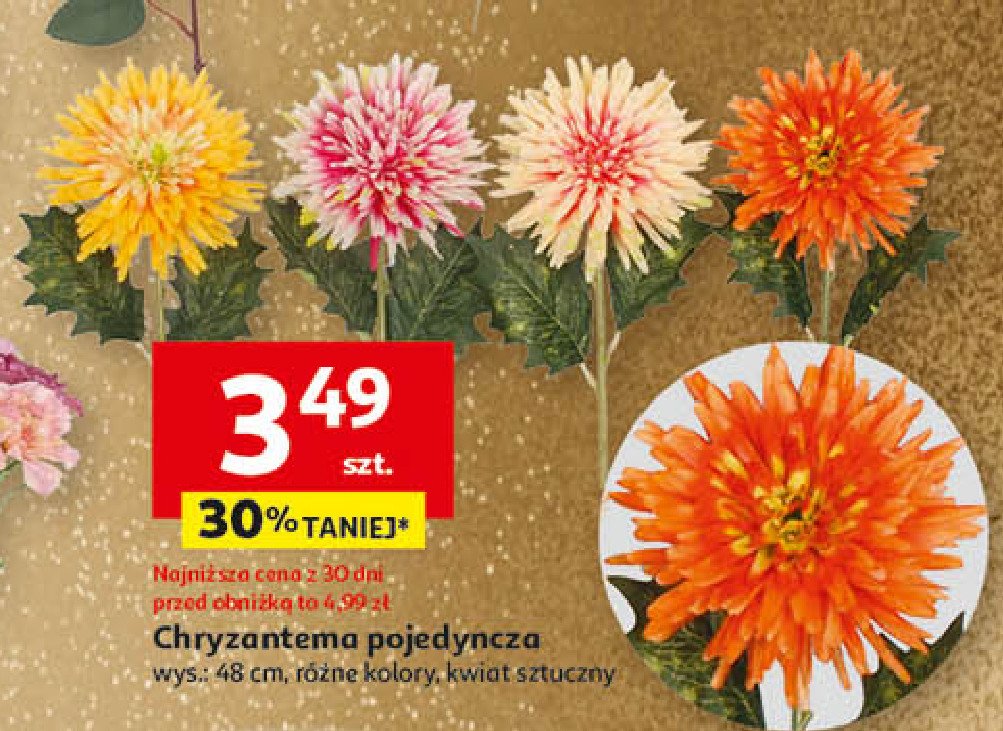 Chryzantema pojedyncza promocja