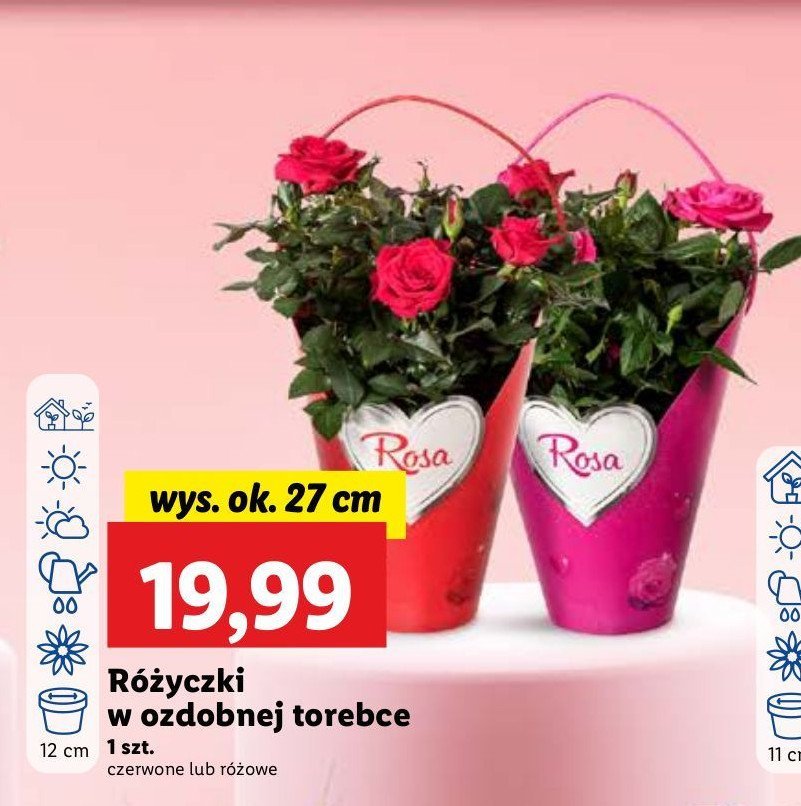 Róża w prezentowej torebce 12 cm promocja