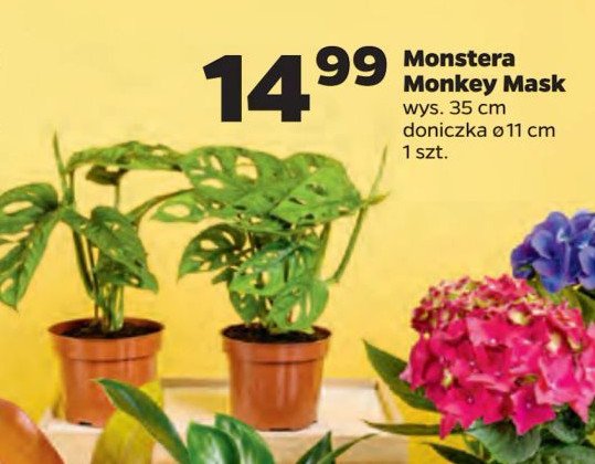 Monstera monkey mask promocja
