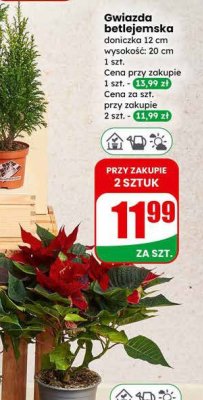 Gwiazda betlejemska doniczka 12 cm wysokość: 20 cm promocja w Dino